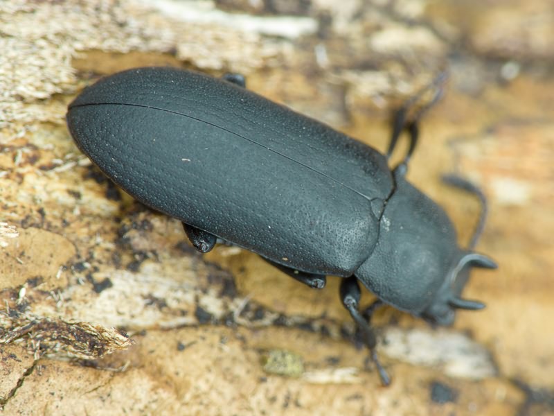 Cryphaeus cornutus (Fischer de Waldheim, 1823)